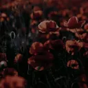 𝕰𝖗𝖊𝖇𝖚𝖘’ 𝕮𝖆𝖛𝖊𝖗𝖓 18+