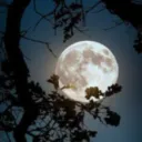 𓆩♡𓆪  Moonlit  𓆩♡𓆪