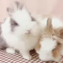 bunny ♡