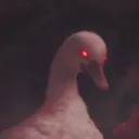 canto do 𝖓𝖎𝖌𝖍𝖙