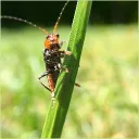 Testowo Discord server icon