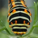 🐛 Chenille Climatique