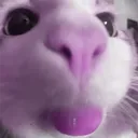 d4nilpzz
