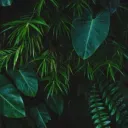 𝐖𝐈𝐋𝐃𝐋𝐀𝐍𝐃𝐒