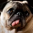 Vari Pugs