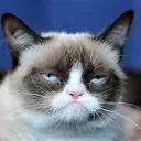 Official Grumpy Cat