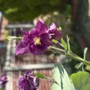 userphone!! Discord server icon