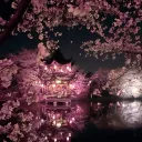 🌸Royaume de Moonshadow 🌸