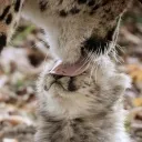 ⋆˙⟡ wildcat sanctuary ‧₊ ᵎᵎ 🍒 ⋅ ˚✮