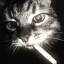 > ᜊ 𖥦 Servidor Muerto 🧊⋆ 💨 𓂅₍⑅ᐢ..ᐢ₎au