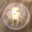 Canine DreamScape