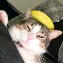 Gully’s Gatitos