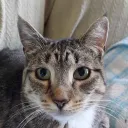 The Jovial Berryment