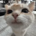 Littermates