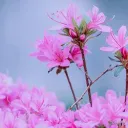 Elysia's Flower Field