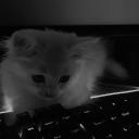 ↂ Westicides | Community Se...