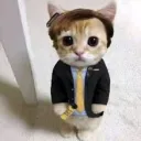 Gato Shop