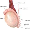 Infinite balls Discord server icon