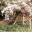 ༉‧₊˚.  dewdrop !! Discord server icon