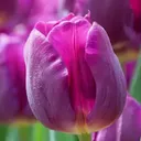 🌷The Tulip Field🌷
