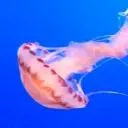 millies wife Discord Server Icon