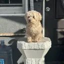 The Doghouse