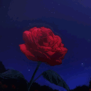 [[ROSES]] Giveaways & Hango...