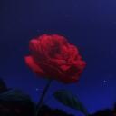 [[ROSES]] Giveaways & Hangout! Discord Server Icon