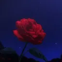 [[𝗥𝗢𝗦𝗘𝗦]] Giveaways & Hangout!
