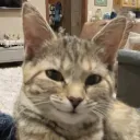 ArkCommunity Discord Server Icon