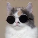 CHILL CAT