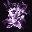 𝗪𝗶𝘀𝘁𝗲𝗿𝗶𝗮 | 🪻 Discord server icon