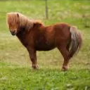Luckyhorse Fam