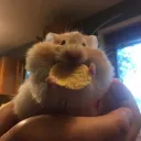 °  🎀  𝓃𝒶𝓉𝓉𝓎  🎀  °'s Discord server icon