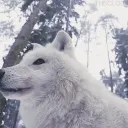 +      𓈒 　animal academy