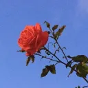 18+ only Beautiful People Discord Server Icon