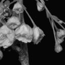 ﹕ ꒰ა   𝒞ɪᴛʏ ᴏꜰ 𝒜ᴛʜᴇᴍɪᴛᴏꜱ  .ᐟ  ֹ   ₊ Discord server icon