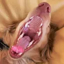 doggynoms! ARCHIVE