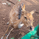 Caf&amp;eacute; North Pole Server Icon