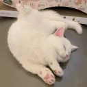 Meow Community || ASIA