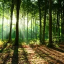 🌲LA FORÊT🌲 saison 7