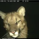 cougars