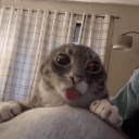 Kentucky Furries Discord server icon