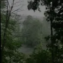 The Still Grove