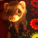 ✿ ⊹ Myriad & Luxi's Cabin  𐦯 ★ Discord server icon