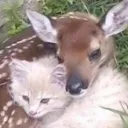 Pip n fidget