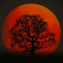 Bloodmoon Photography