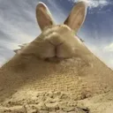 Bunni | #35 | Desert Arc