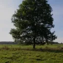 Project tree