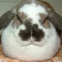 bunny's burrow